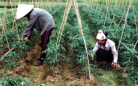 Nông dân Sơn A (Văn Chấn) chăm sóc cà chua trái vụ.
