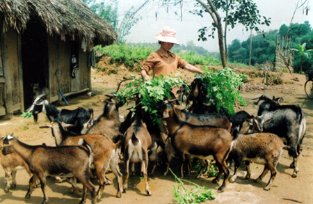 Nông dân thị trấn Yên Bình (Yên Bình) nuôi dê trên đảo hồ Thác Bà.
(Ảnh: Linh Chi)