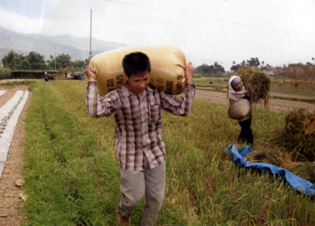 Nông dân xã Nghĩa Sơn thu hoạch lúa mùa