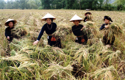 Đồng bào các dân tộc Lục Yên hăng hái thi đua sản xuất, lập thành tích chào mừng Đại hội Đảng bộ tỉnh.
Ảnh: Nông dân thôn 8, xã Mường Lai thu hoạch lúa mùa.
(Ảnh:Thanh Miền)