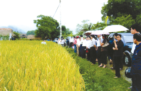 Các đồng chí lãnh đạo huyện, ngành, xã, thị trấn thăm quan mô hình trình diễn áp dụng kỹ thuật phân viên nén tại xã Lâm Thượng.
