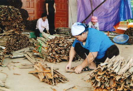 Nông dân Văn Yên bó quế đi bán.

