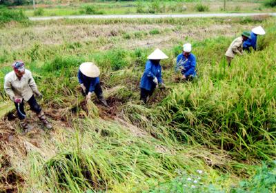 Nông dân xã Vân Hội huyện Trấn Yên thu hoạch lúa mùa  2010.