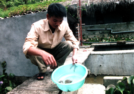 Anh Đào Mạnh Thắng chăm sóc ba ba giống.
