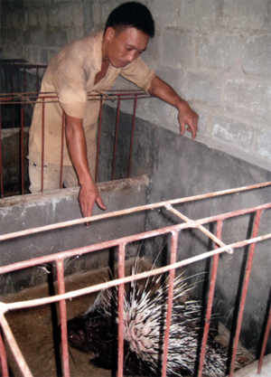 Anh Trần Văn Xứng đang chăm sóc nhím cái sinh sản trong trang trại nhím của gia đình.
