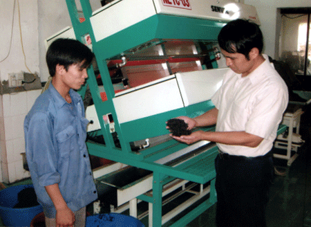 Ông Nguyễn Thành Vinh - Phó bí thư Đảng bộ, Giám đốc Công ty cổ phần Chè Nghĩa Lộ kiểm tra chất lượng sản phẩm.