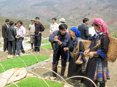 Kỹ sư Đỗ Thành Giang (người giơ tay) hướng dẫn đồng bào Mông xã Mồ Dề (Mù Cang Chải) phương pháp kỹ thuật sản xuất giống lúa lai trong đợt rét đậm, rét hại kéo dài năm 2008.