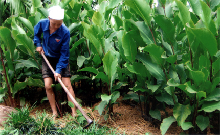 Diện tích trồng đao riềng ở xã Quy Mông đã đạt tới 32 ha.
