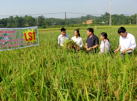 Lãnh đạo Sở Nông nghiệp kiểm tra mô hình lúa lai LS1 tại xã Y Can, huyện Trấn Yên.