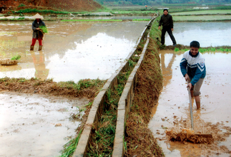 Nhân dân xã Hán Đà (Yên Bình) làm đất gieo trồng cây vụ đông.
