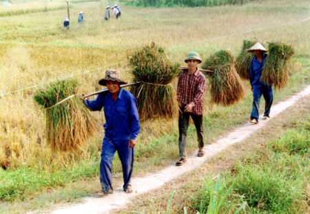 Nông dân Phúc Lộc thu hoạch lúa mùa.