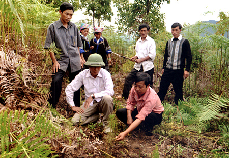 Cán bộ Ban quản lý rừng phòng hộ Mù Cang Chải kiểm tra rừng trồng phòng hộ năm 2011 tại bản Háng Phừ Loa, xã Mồ Dề.
