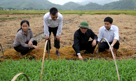 Phó chủ tịch UBND tỉnh Tạ Văn Long (người đội mũ) kiểm tra diện tích ngô gieo bầu ở xã Đại Phác, huyện Văn Yên.