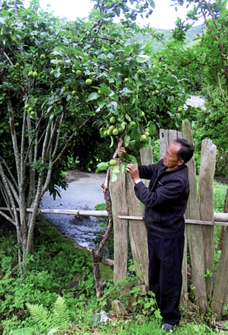 Ông Sùng A Giàng chăm sóc vườn cây ăn quả của gia đình.
