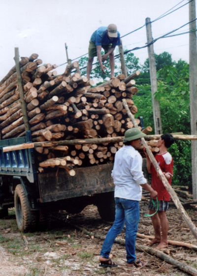 Nông dân xã Đại Lịch (Văn Chấn) khai thác và tiêu thụ gỗ rừng trồng.