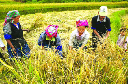 Nâng cao nhận thức cho người dân về những ảnh hưởng của biến đổi khí hậu đối với sản xuất nông nghiệp. Ảnh: Đồng bào mông xã Púng Luông (Mù Cang Chải) thu hoạch lúa mùa. (Ảnh: Thanh Miền)
