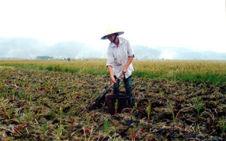 Nông dân xã An Thịnh chăm sóc ngô đông trên đất hai vụ lúa.