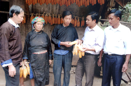 Lãnh đạo Đảng ủy xã Khao Mang xuống cơ sở tìm hiểu năng suất ngô hè thu của các hộ dân trong xã.
