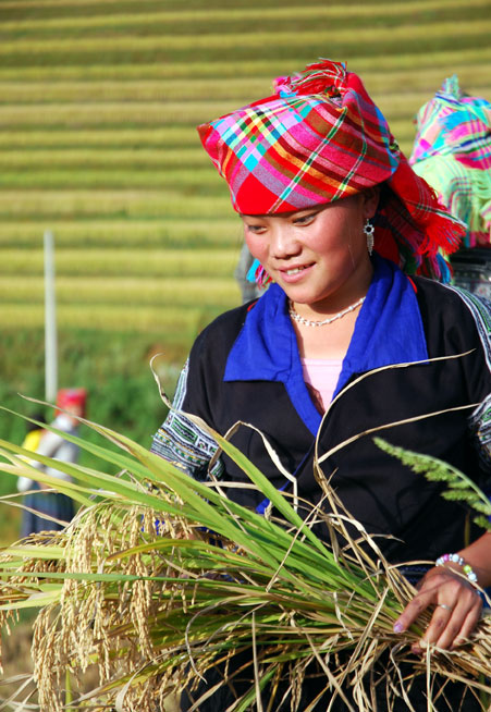 Đồng bào Mông Mù Cang Chải thu hoạch lúa mùa.