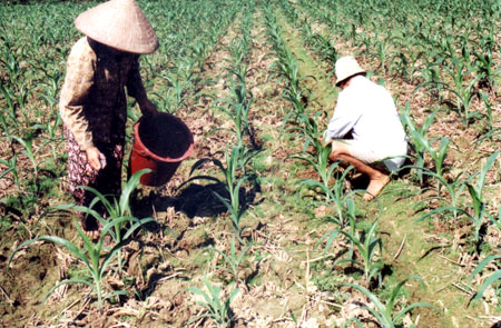 Nông dân xã Thanh Lương (Văn Chấn) chăm sóc ngô đông trên đất hai vụ lúa.
