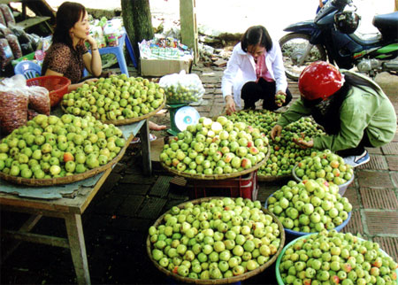 Sản phẩm quả Sơn Tra của đồng bào Mông bày bán tại thành phố Yên Bái. (Ảnh: Đức Hồng)