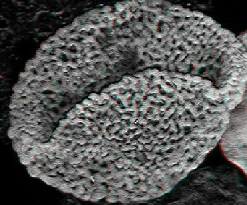 Hóa thạch có hình dáng giống bông hoa ở kỷ Triat.