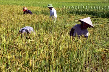 Năng suất lúa vụ mùa của huyện Lục Yên ước đạt 51,5 tạ/ha, sản lượng ước đạt 18.679 tấn.
