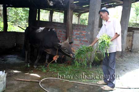 Được hỗ trợ con bò đực và một con lợn nái đã giúp gia đình anh Lò Văn Nhất thoát nghèo.
