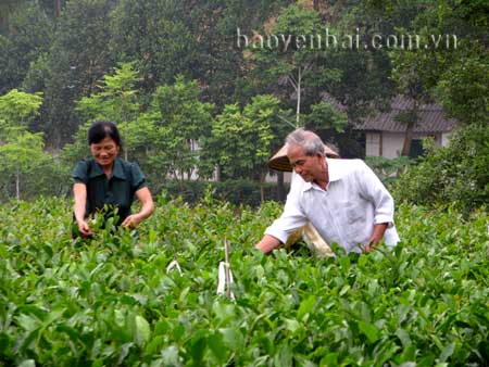 Ông Lợi thu hái chè Bát Tiên.