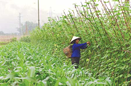 Chuyển đổi cơ cấu cây trồng, nâng cao thu nhập cho người nông dân trên một đơn vị diện tích canh tác là một trong những đích đến của việc xây dựng nông thôn mới.