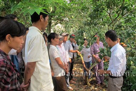 Lớp học nghề kỹ thuật thâm canh cây bưởi tại thôn Phúc Hòa 1, xã Hán Đà, huyện Yên Bình.
