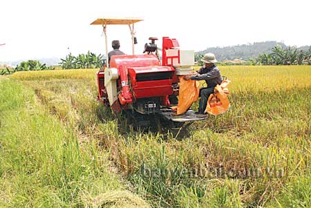Nông dân các địa phương đẩy nhanh tiến độ thu hoạch lúa mùa để sản xuất vụ đông.
