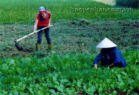 Nông dân xã Minh Tiến (Trấn Yên) chăm sóc rau vụ đông.
(Ảnh: Quyết Thắng)
