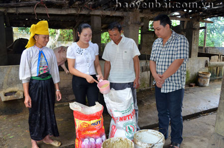 Cán bộ Ban Quản lý Dự án Giảm nghèo huyện kiểm tra thức ăn cho đàn lợn của hộ thực hiện mô hình chăn nuôi lợn siêu nạc ở xã Thạch Lương.