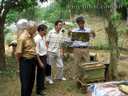 Mô hình nuôi ong lấy mật của ông Hoàng Xuân Thủy - hội viên người cao tuổi thị trấn Trạm Tấu (Trạm Tấu) cho hiệu quả kinh tế cao.

