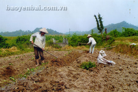 Nông dân xã Yên Bình làm đất trồng vụ đông.