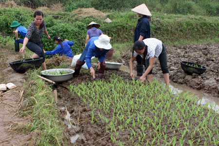 Nông dân huyện Trấn Yên chuẩn bị đưa bầu ngô ra đồng.
