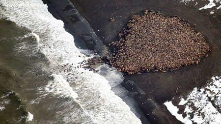 Những con hải mã di chuyển lên bờ. (Nguồn: AP)