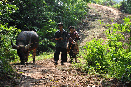 Phát triển chăn nuôi đại gia súc là một thế mạnh cần khai thác ở Làng Ca.