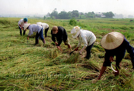 Nông dân xã Phù Nham tranh thủ gặt hết diện tích lúa để lấy đất sản xuất vụ đông.