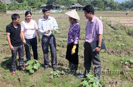 Lãnh đạo xã Nghĩa An kiểm tra tình hình phát triển của cây bí trồng vụ 3 trên đất 2 vụ lúa.
