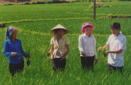Nhiều gống lúa có năng suất, chất lượng cao được nông dân xã Đại Lịch đưa vào thâm canh sản xuất.