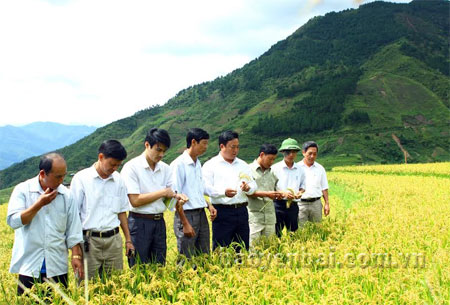 Lãnh đạo huyện Trạm Tấu và ngành nông nghiệp tham quan mô hình sản xuất lúa giống ĐS1 tại xã Hát Lừu.