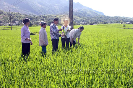 Hội phụ nữ xã Đồng Khê tập huấn đầu bờ cho hội viên.
