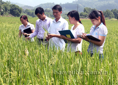 Lãnh đạo xã Xuân Ái kiểm tra lúa mùa chuẩn bị thu hoạch.
