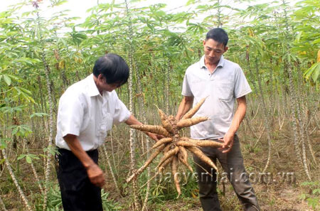 Lãnh đạo xã Vũ Linh kiểm tra tình hình phát triển của cây sắn cao sản.

