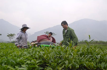 Mỗi năm, từ cây chè đem lại nguồn thu khá cho người dân
xã Bình Thuận.
