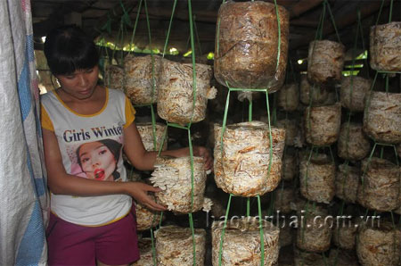 Gia đình chị Lưu Thị Bích Thảo mỗi năm thu lãi 40 triệu đồng từ nghề trồng nấm.