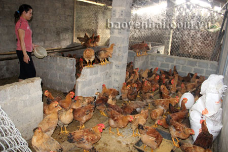 Gia đình chị Đinh Thị Ngữ ở thôn Vực Tuần 2, xã Cát Thịnh nuôi 500 con gà mía Lương Phượng cho hiệu quả kinh tế cao.
