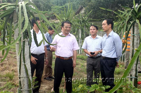 Đồng chí Hoàng Xuân Nguyên - Phó chủ tịch UBND tỉnh cùng lãnh đạo Sở Khoa học và Công nghệ và huyện Yên Bình kiểm tra mô hình trồng thanh long ruột đỏ tại xã Bạch Hà.